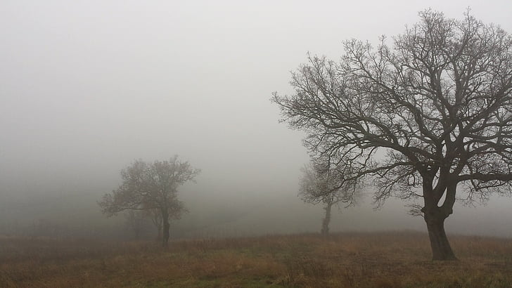 arbres, automne, paysage, arbre, tranquilité, nature, brouillard
