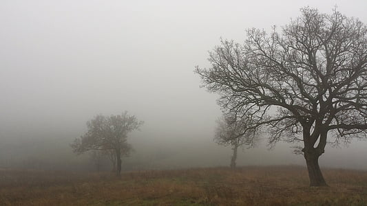 trees, autumn, landscape, tree, tranquility, nature, fog