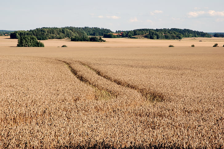 pšenica, letné, Švédsko, pole, poľnohospodárstvo, kampaň, uši