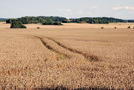 blé, été, Suède, domaine, Agriculture, campagne de, oreilles
