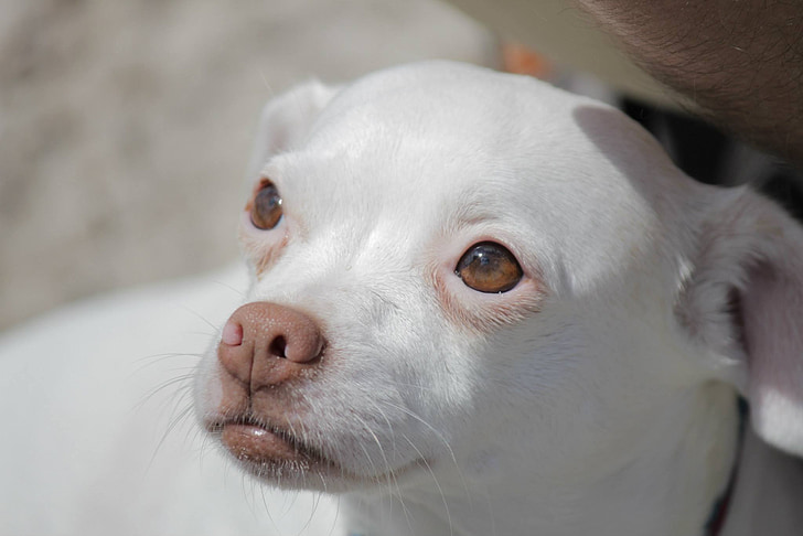 câine, catelus, ochii, Chihuahua, adorabil, canin, animale