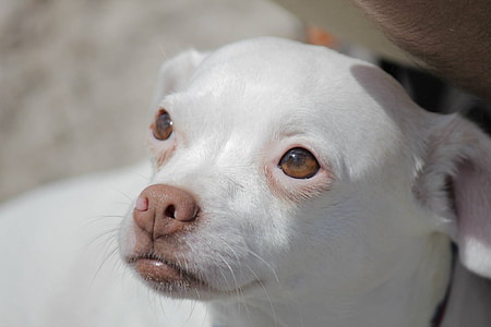 köpek, köpek yavrusu, gözler, Chihuahua, çok güzel, köpek, hayvan