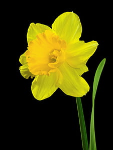 blomma, Anläggningen, naturen, Narcissus, Osterglocken, Blossom, Bloom