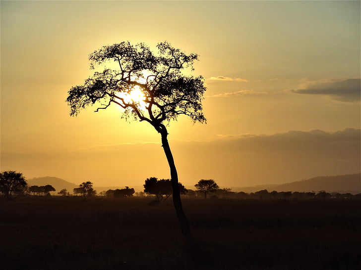 Afrika, abendstimmung, krajina, večerní obloha, Západ slunce, atmosférické, silueta