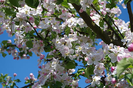våren, Blommande träd, naturen