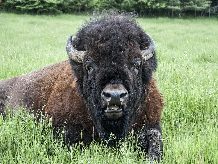 Kanada, Omega park, cestování, bizon