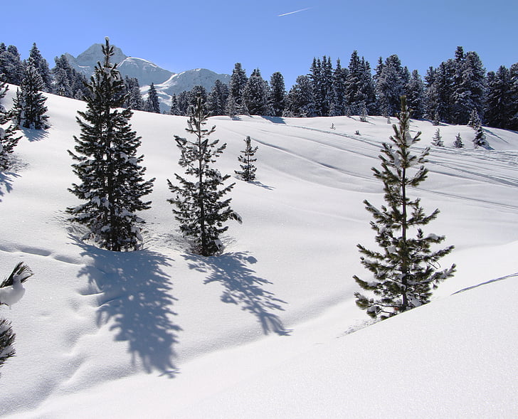 눈, 산, 알파인, 나무, 오스트리아, 겨울, 겨울
