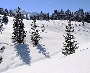 snow, mountains, alpine, trees, austria, wintry, winter