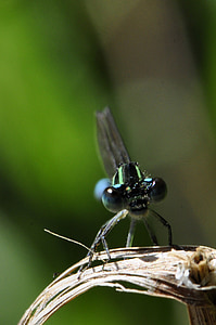 Dragonfly, insekt, sjön, vatten, ögon, Stäng, makro