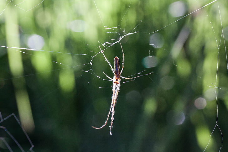 Strecker spider, tetragnatha extensa, Web edderkop, Araneae, spindlere, arachnida, leddyr