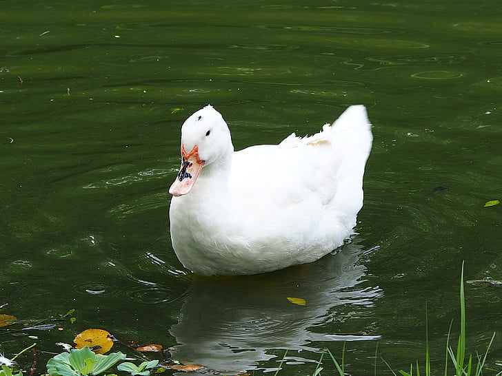 Peking duck, Daan park, Taipei