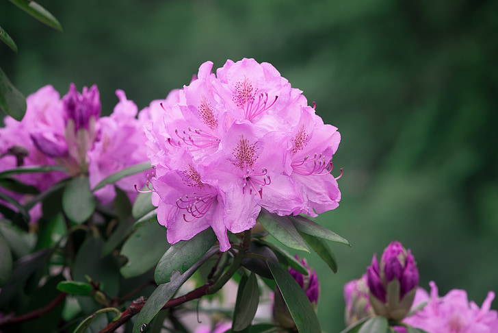alppiruusut, Rhododendron, vaaleanpunainen, kevään, kukat, Luonto, Kukinto