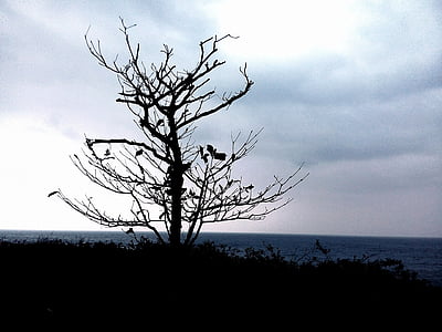 árbol muerto, invierno, bian de Hai, Ver, sombra