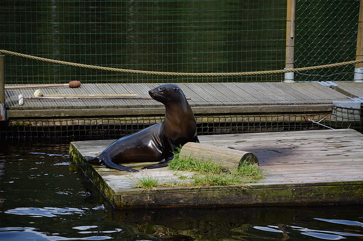Seal, søen, Borås zoo