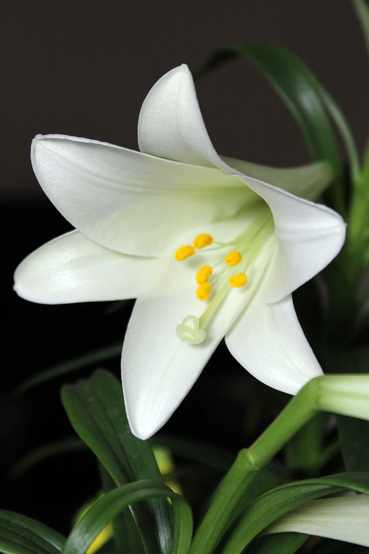 biela, Lily, kvet, Veľkonočné, rastlín, Zelená, biele kvety