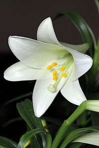 white, lily, blossom, easter, plant, green, white flowers