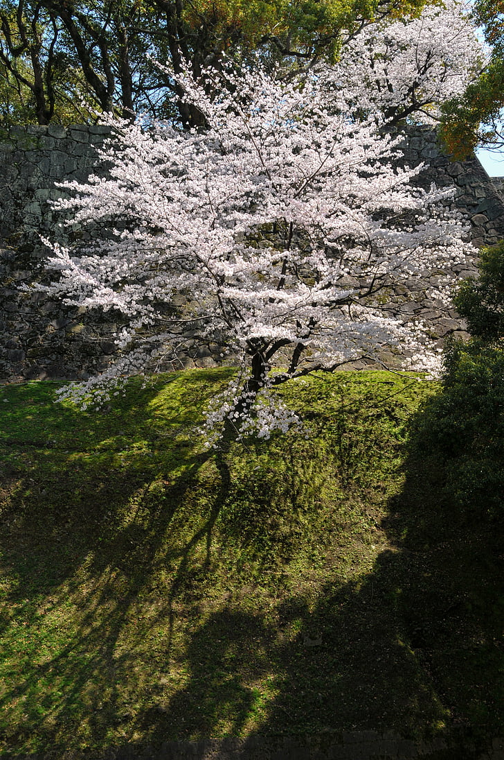 Cherry, Japan bloem, bloemen, roze, Japan cherry tree, Spring in japan, kersenboom