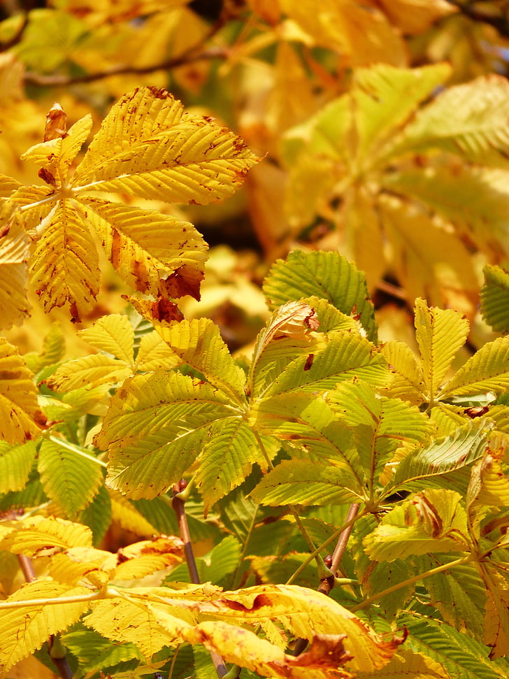 fall leaves, golden, rays, light, yellow, yellow green, autumn colours