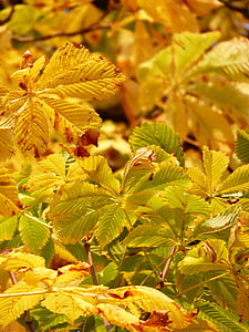rudenį lapai, aukso, spinduliai, šviesos, geltona, geltonai žalia, rudens spalvos