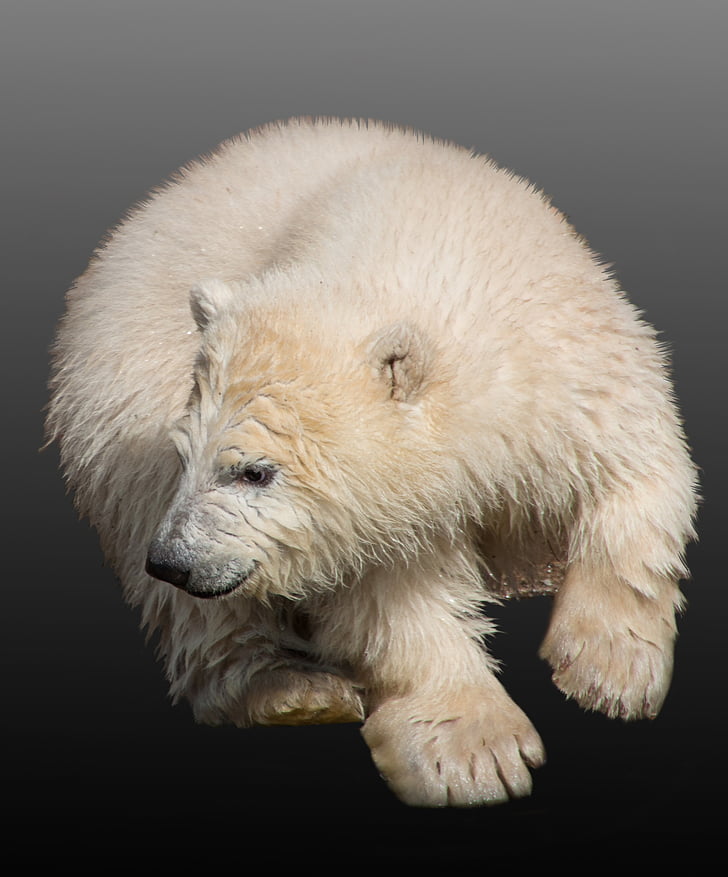 Polar bear, jaunais dzīvnieks, leduslācis kub, Nuremberg, Tiergarten, zooloģiskais dārzs, Pavasaris
