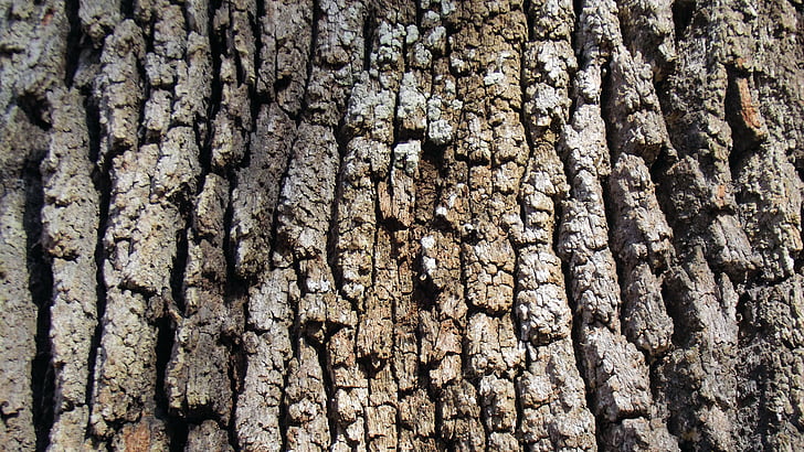 Live Oak tree, Rinde, Braun, grau, Textur, Eiche, Natur