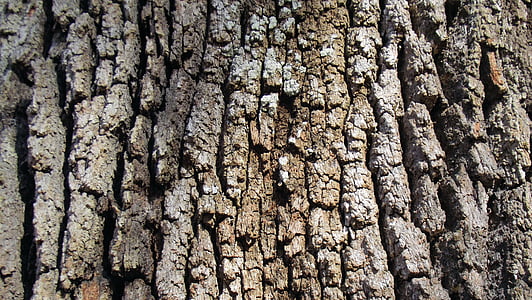 ライブ オークの木, 樹皮, 茶色, グレー, テクスチャ, オーク, 自然