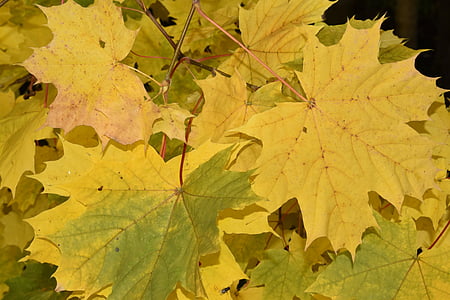 Natura, jesień, liści klonu