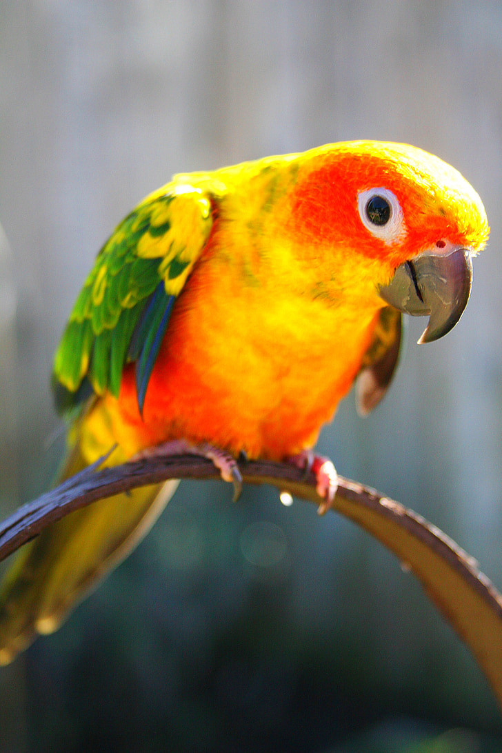 pájaro, colores, pluma, flora y fauna, pico, amarillo, volar