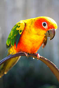 ptak, kolory, pióro, dzikich zwierząt, dziób, żółty, latać