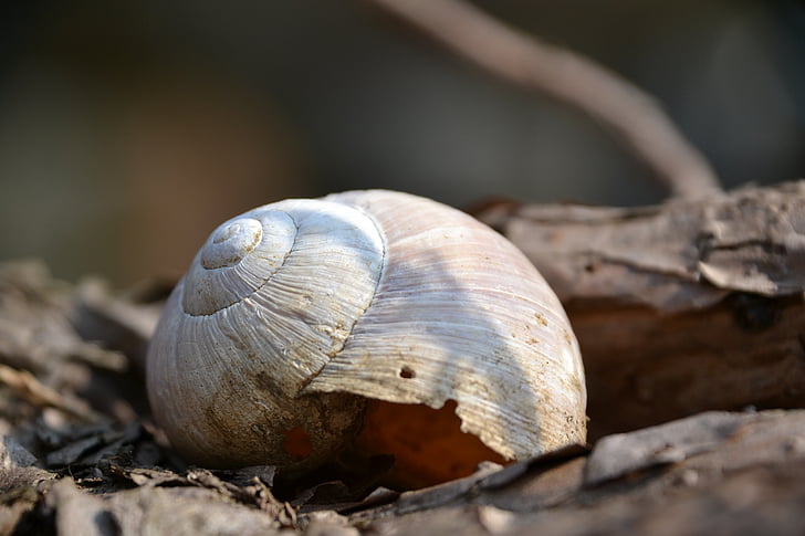 Shell, sneglen shell, gren