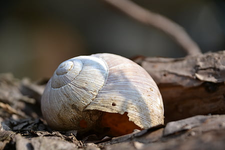 shell, snail shell, branch