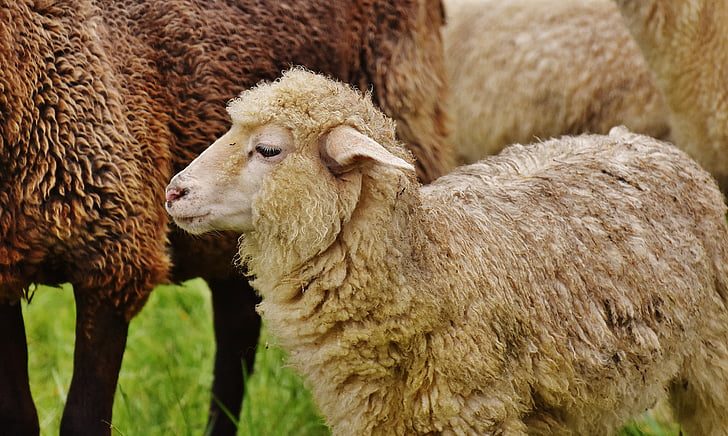 moutons, animal, Meadow, laine, paître, nature, ferme