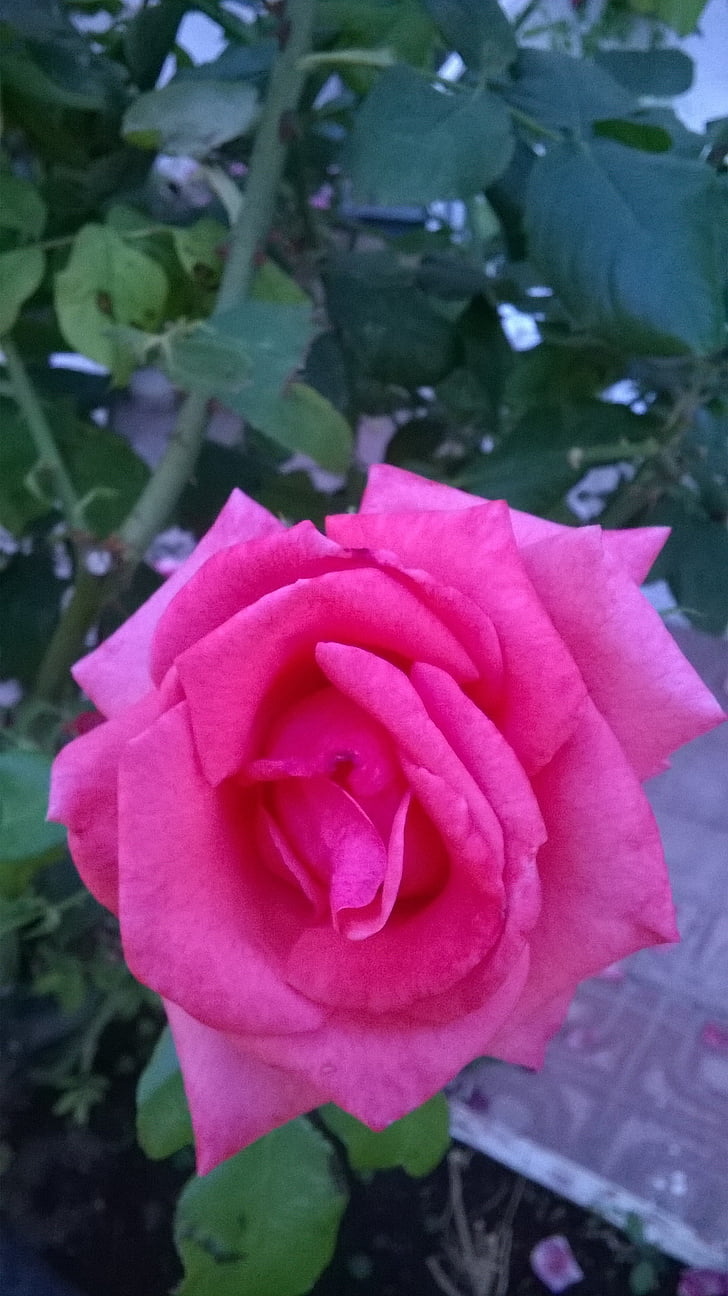 blomma, Rosa, röd ros, våren, trädgård