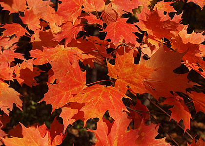efterår, falder, orange, ahorn, blad, blade, natur