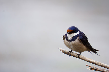 valkoinen throated swallow, lintu, Luonto, eläinten