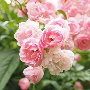 roses, pink, light pink rosebush, garden roses, blossom, bloom, garden