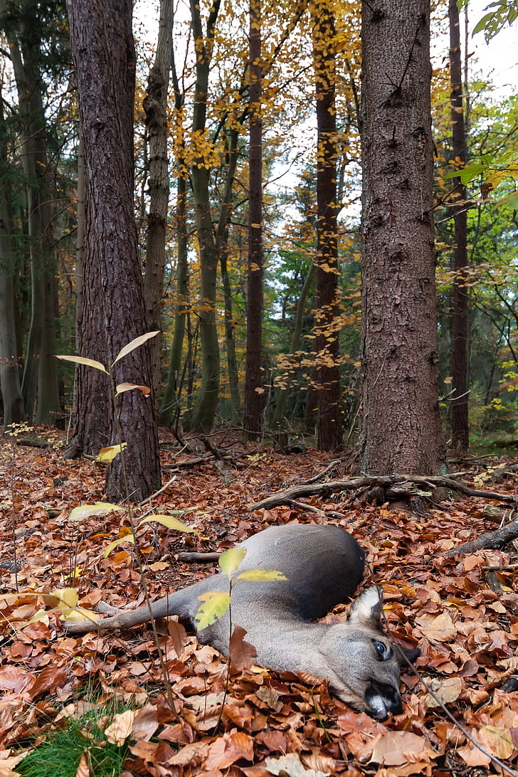 dead, roe deer, forest, mammal, nature, accident, wild accident