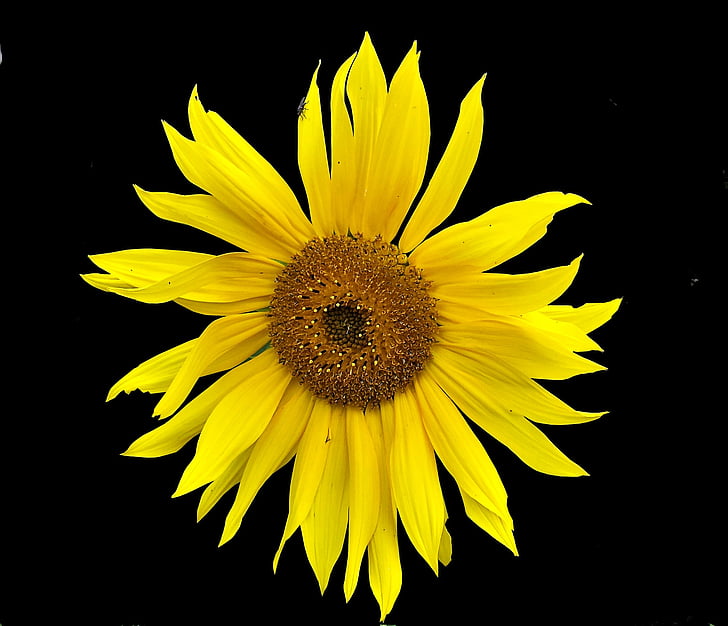 sun flower, garden, yellow, bloom, black background