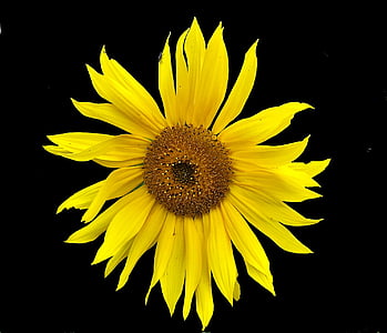 flor del sol, jardín, amarillo, floración, fondo negro