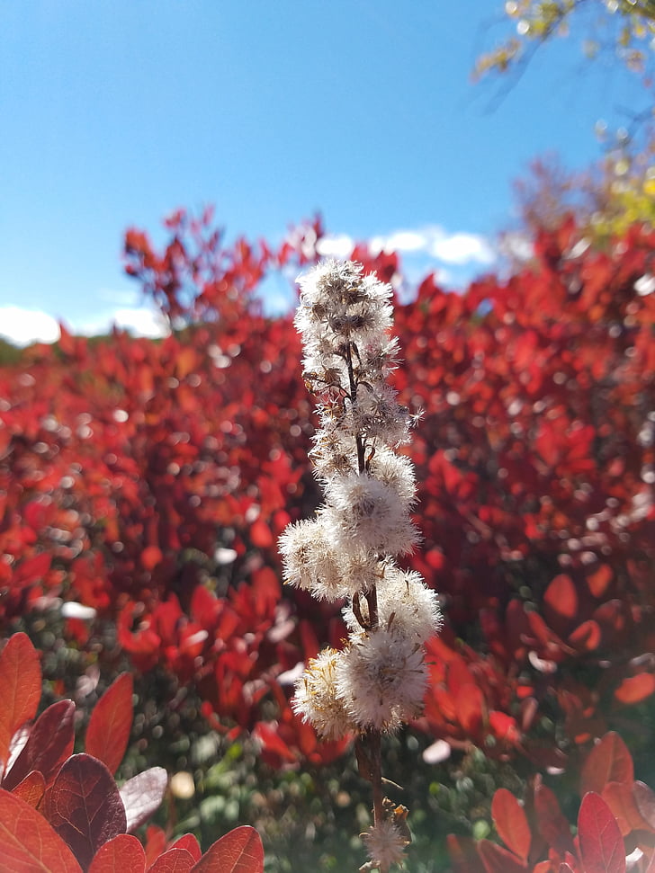 colors, flowers, cotton, sam's point, fall