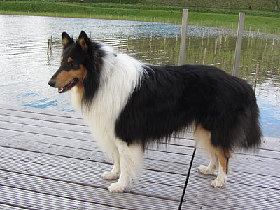 шотландско овчарско куче, трикольор, дълги коси collie, чиста порода куче, изглед, животните, кожа