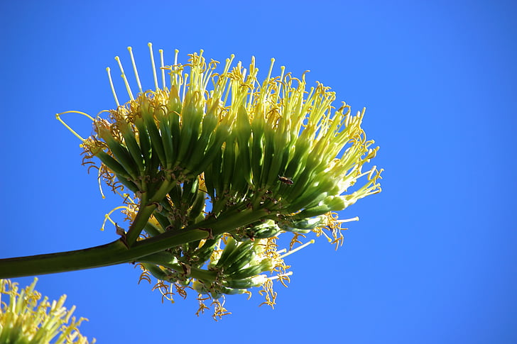 Agave, fiore dell'agave, Blossom, Bloom, esotici, giallo, botanica