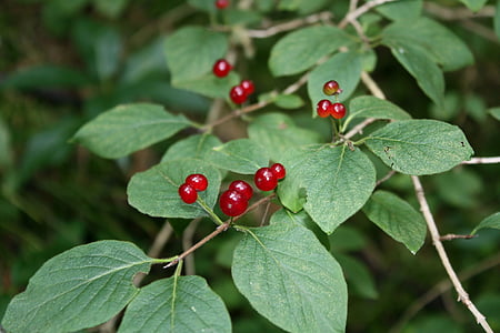 berries, red, forest fruits, wild fruits, small fruit, the stem, nature