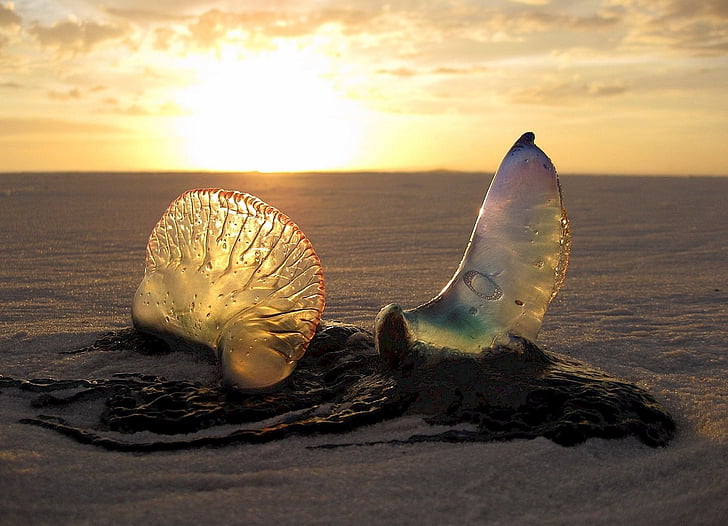 jellyfish, beach, sunset, sand, coast, aquatic, sea