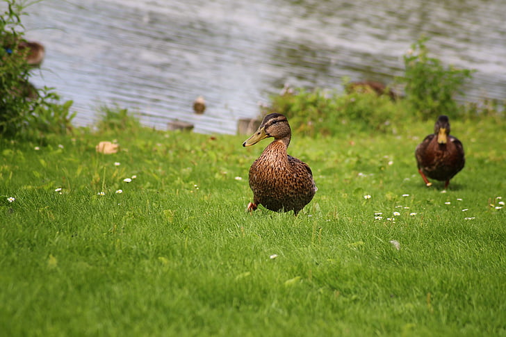 duck, mallard, meadow, water bird, nature, bird, water