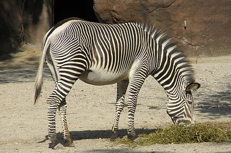 zebra, zoo, nature, wildlife, mammal, striped, eating