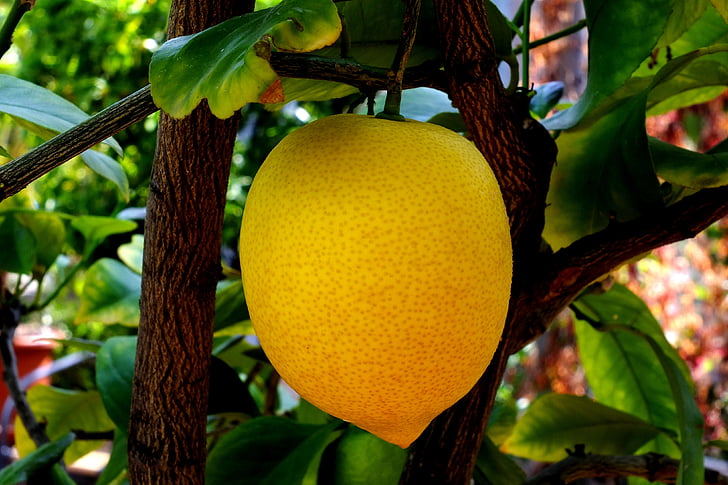 Zitrone, Zitrusfrüchte, Limone, Italien, gelb, saure, Obst