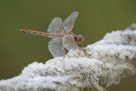 dragonfly, insect, nature, fly, animal, wing, rope