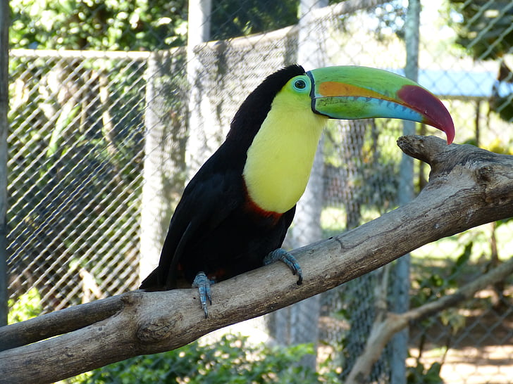 Toucan, tropický vták, vták, Bill, farebné, perie, zviera