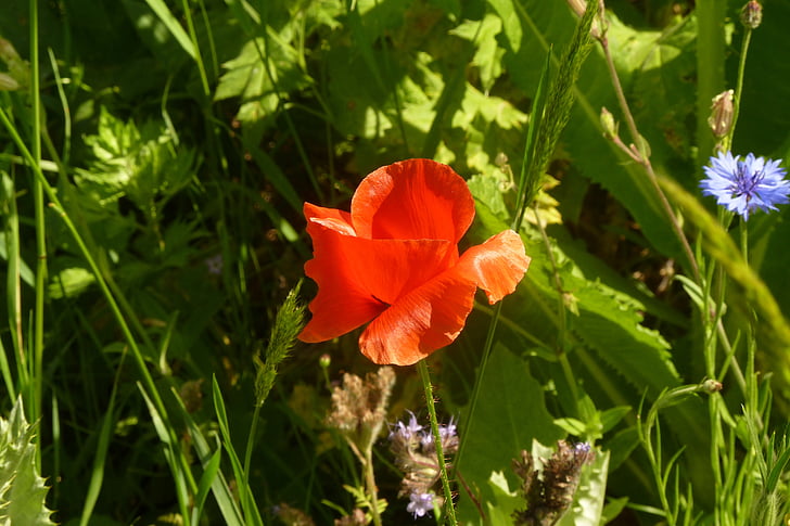 Poppy, ogrody kwiatowe jelenia stetten, wiosna, mohngewaechs, kwiat, Bloom, klatschmohn